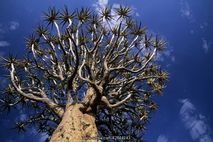 : KOKERBOOM / Quiver / Aloe Tree, viewed from below : KOKERBOOM / Quiver / Aloe Tree, viewed from below