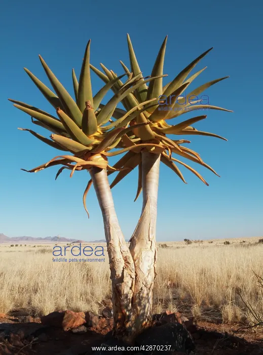 : Kokerboom / Quiver / Aloe Trees : Kokerboom / Quiver / Aloe Trees