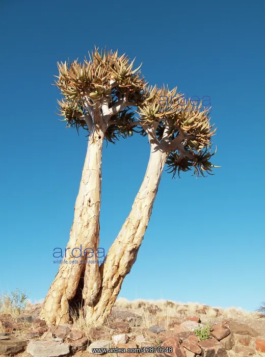 : Kokerboom / Quiver / Aloe Trees : Kokerboom / Quiver / Aloe Trees