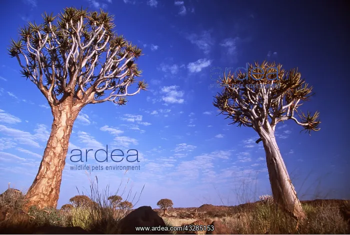 : Kokerboom / Quiver / Aloe Trees - forest : Kokerboom / Quiver / Aloe Trees - forest