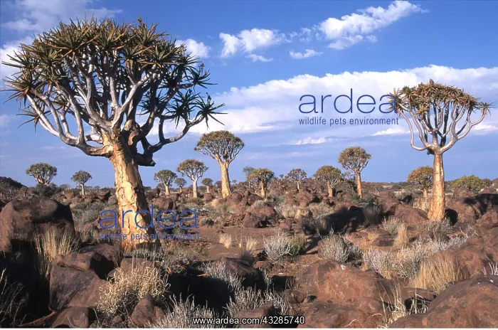 : Kokerboom / Quiver / Aloe Trees - forest : Kokerboom / Quiver / Aloe Trees - forest