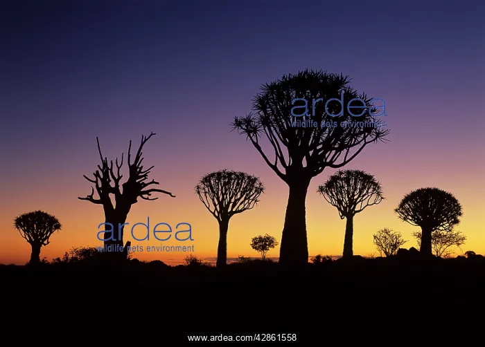 : Kokerboom / Quiver / Aloe Trees - forest silhouettes : Kokerboom / Quiver / Aloe Trees - forest silhouettes