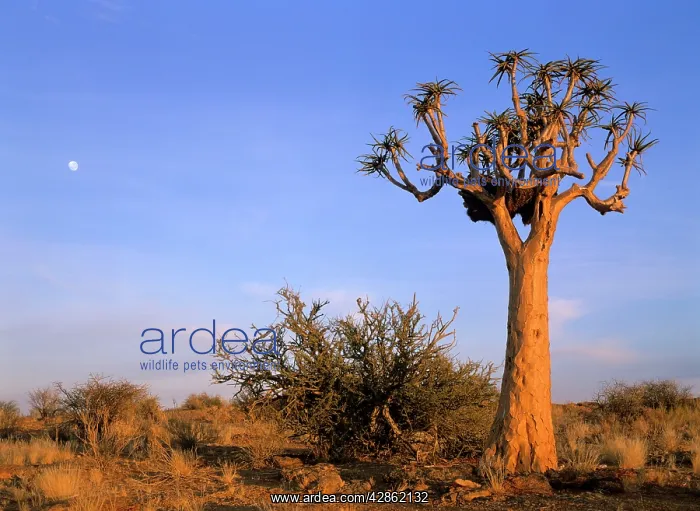 : Kokerboom / Quiver / Aloe Trees - and moon - in : Kokerboom / Quiver / Aloe Trees - and moon - in