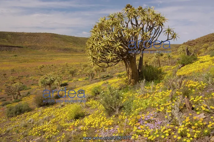 : Kokerboom / Quiver Tree - forest in a flowery spring : Kokerboom / Quiver Tree - forest in a flowery spring