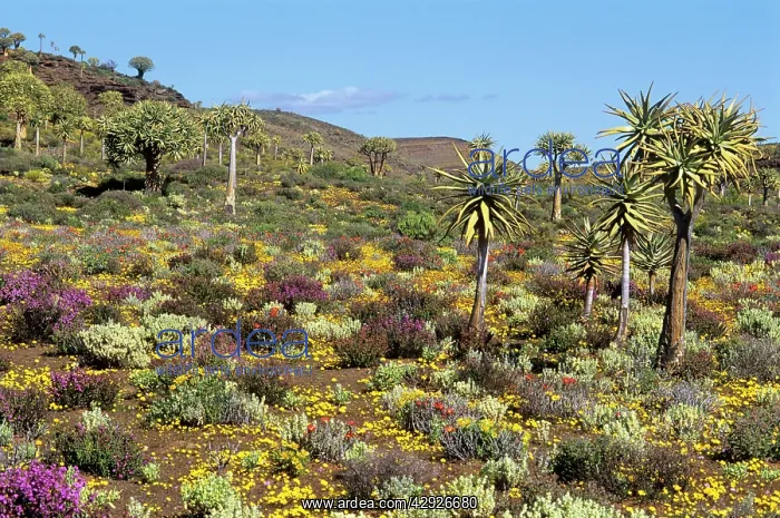 : KOKERBOOM TREES - Quiver Tree Forest with spring flowers : KOKERBOOM TREES - Quiver Tree Forest with spring flowers