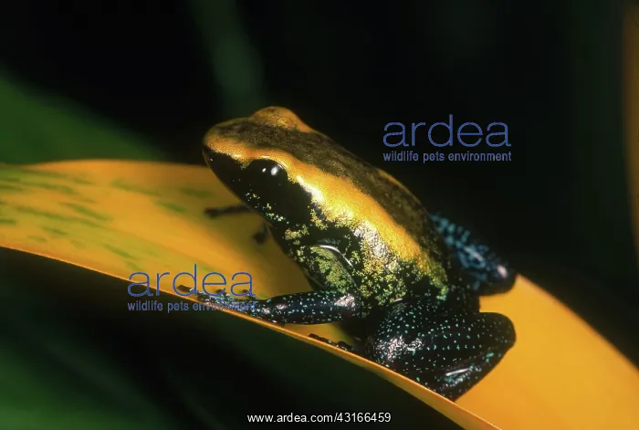 : Kokoe Poison Dart Frog : Kokoe Poison Dart Frog
