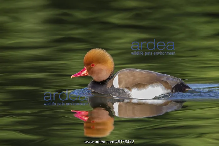 : Kolbenente, Red-crested Pochard : Kolbenente, Red-crested Pochard