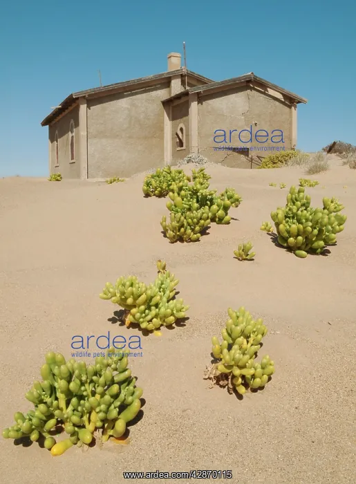  : Kolmanskop, coastal town of Luderitz, Namibia, Africa