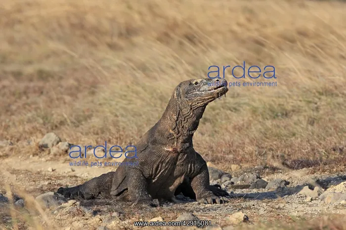 : Komodo Dragon : Komodo Dragon