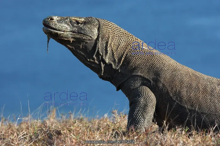 : Komodo Dragon : Komodo Dragon