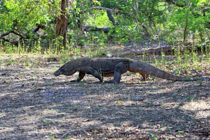 : Komodo dragon : Komodo dragon