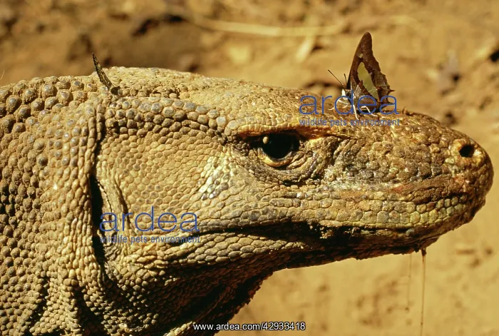 : Komodo Dragon : Komodo Dragon