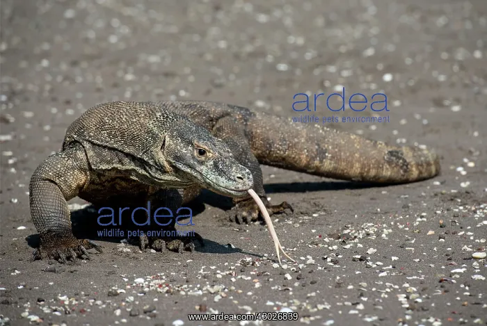 : Komodo Dragon : Komodo Dragon