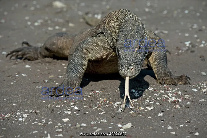 : Komodo Dragon : Komodo Dragon