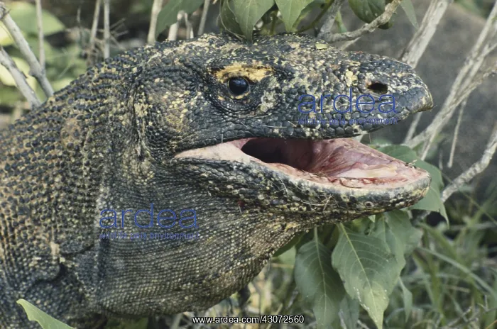 : Komodo Dragon : Komodo Dragon