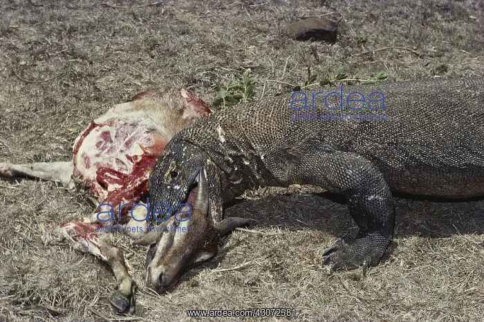 : Komodo Dragon : Komodo Dragon