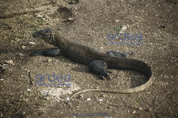 : Komodo Dragon : Komodo Dragon