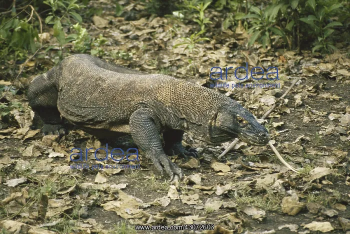 : Komodo Dragon : Komodo Dragon