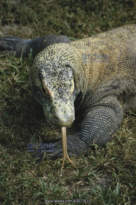 : Komodo Dragon : Komodo Dragon