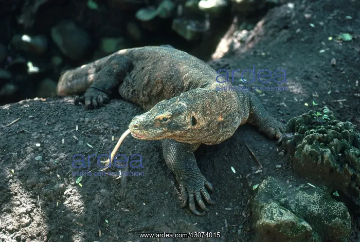 : Komodo Dragon : Komodo Dragon