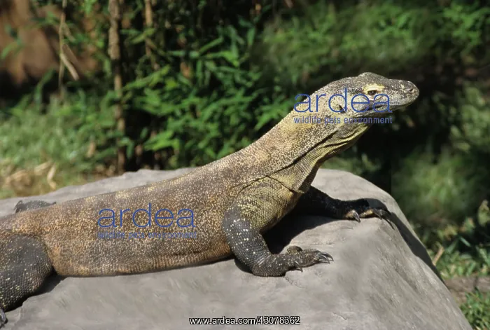 : Komodo Dragon : Komodo Dragon