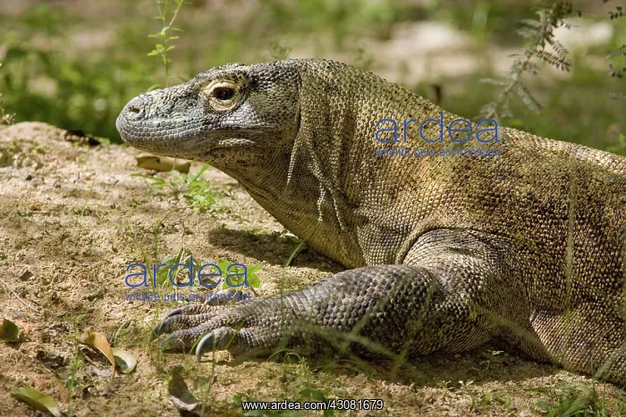 : Komodo Dragon : Komodo Dragon