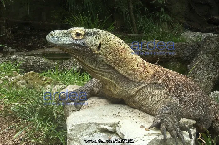 : Komodo Dragon : Komodo Dragon