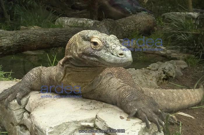 : Komodo Dragon : Komodo Dragon