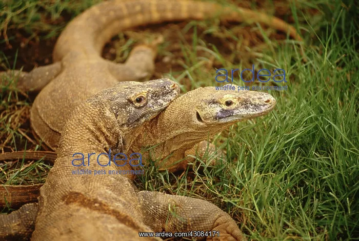 : Komodo Dragon : Komodo Dragon