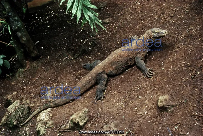 : Komodo Dragon : Komodo Dragon