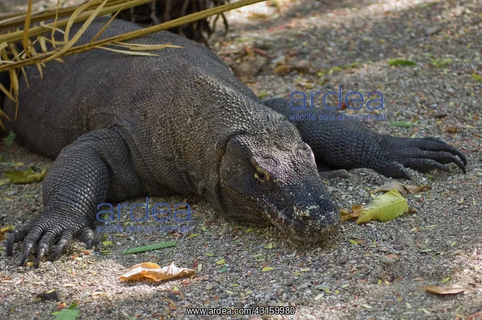 : Komodo dragon : Komodo dragon