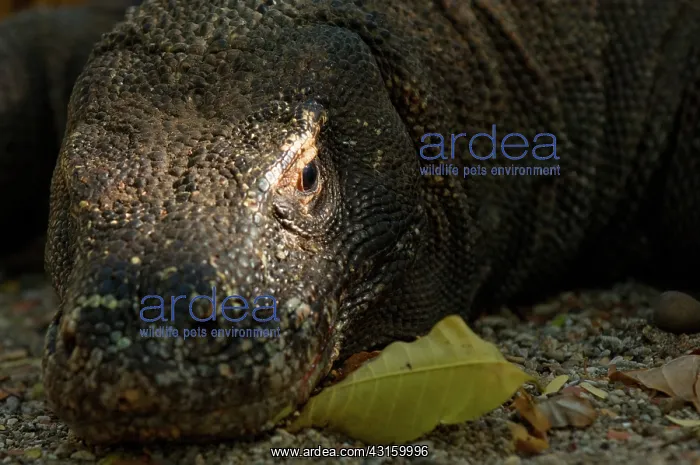 : Komodo dragon : Komodo dragon