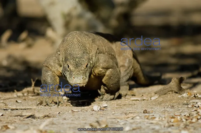 : Komodo Dragon : Komodo Dragon