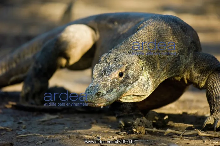 : Komodo Dragon : Komodo Dragon