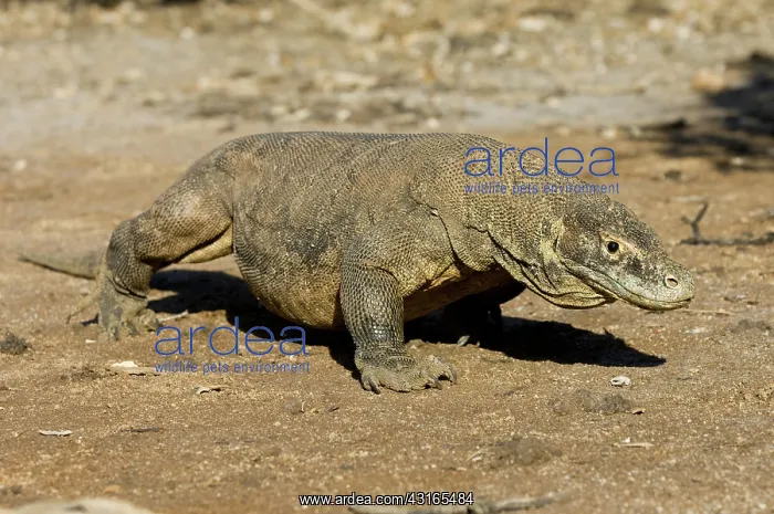 : Komodo Dragon : Komodo Dragon