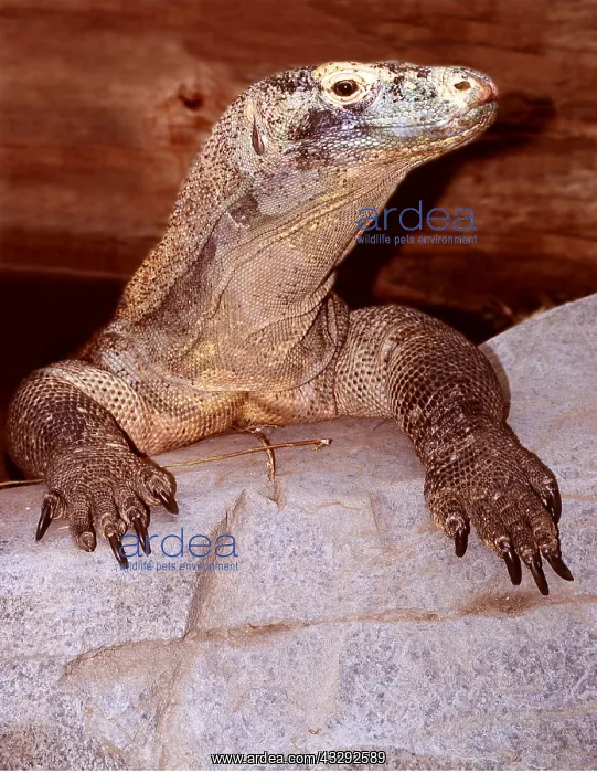 : Komodo Dragon : Komodo Dragon