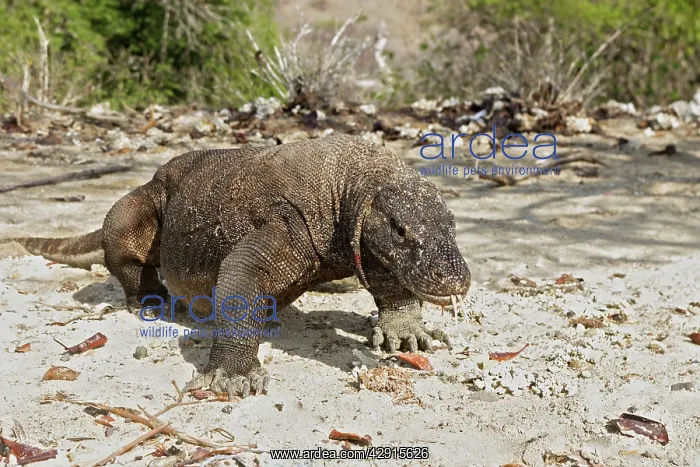 : Komodo dragon - on beach : Komodo dragon - on beach