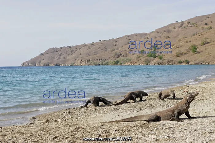 : Komodo dragon - on beach : Komodo dragon - on beach