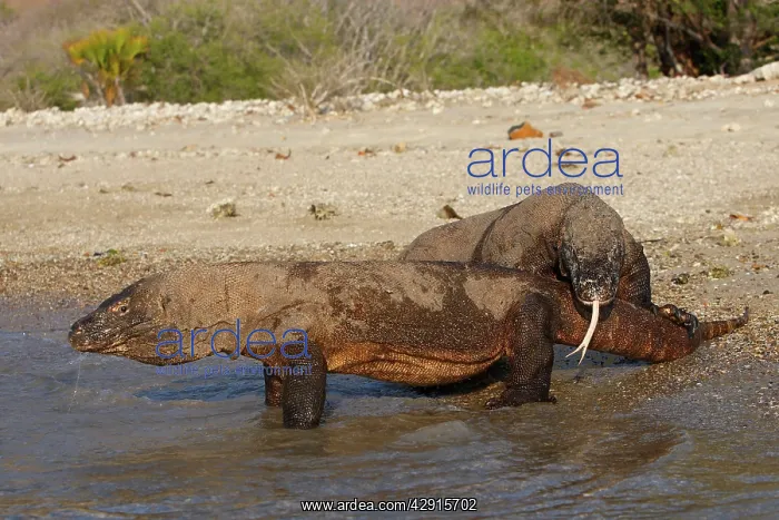 : Komodo dragon - two on beach : Komodo dragon - two on beach