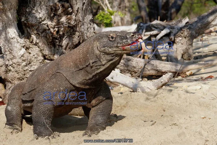 : Komodo dragon - on beach : Komodo dragon - on beach