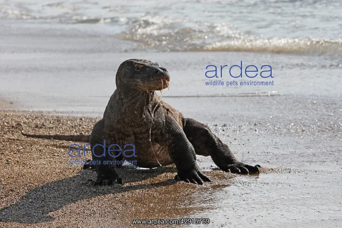 : Komodo dragon - on beach : Komodo dragon - on beach