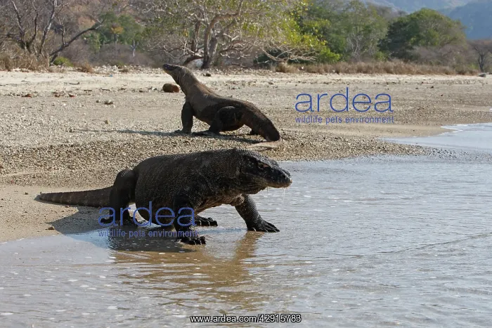 : Komodo dragon - two on beach : Komodo dragon - two on beach