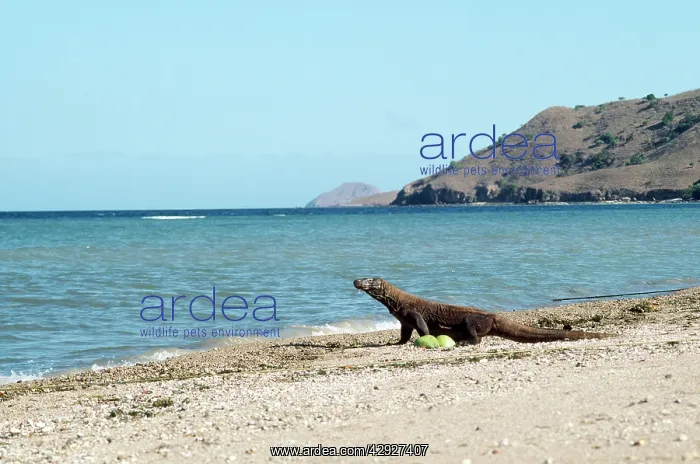 : KOMODO DRAGON - ON BEACH : KOMODO DRAGON - ON BEACH