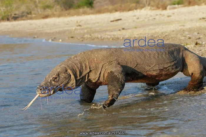 : Komodo dragon - on beach entering sea : Komodo dragon - on beach entering sea