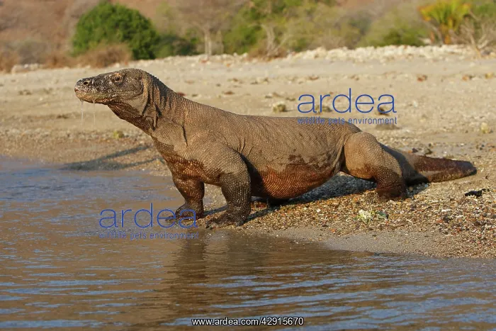 : Komodo dragon - on beach entering sea : Komodo dragon - on beach entering sea