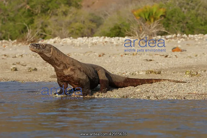 : Komodo dragon - on beach entering sea : Komodo dragon - on beach entering sea