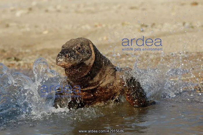 : Komodo dragon - on beach entering sea : Komodo dragon - on beach entering sea