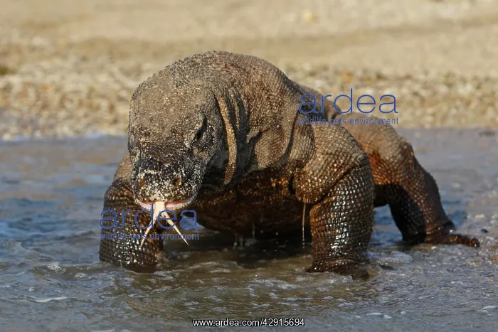 : Komodo dragon - on beach entering sea : Komodo dragon - on beach entering sea