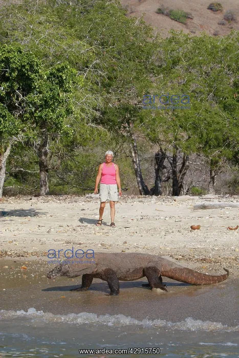 : Komodo dragon - on beach entering sea with woman : Komodo dragon - on beach entering sea with woman