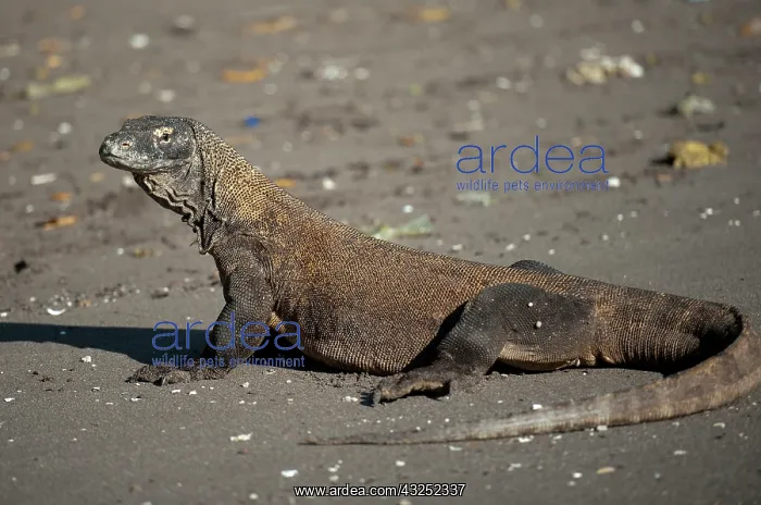 : Komodo Dragon - on beach - Horseshoe Bay, south : Komodo Dragon - on beach - Horseshoe Bay, south